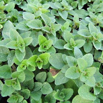 Plant de Marjolaine