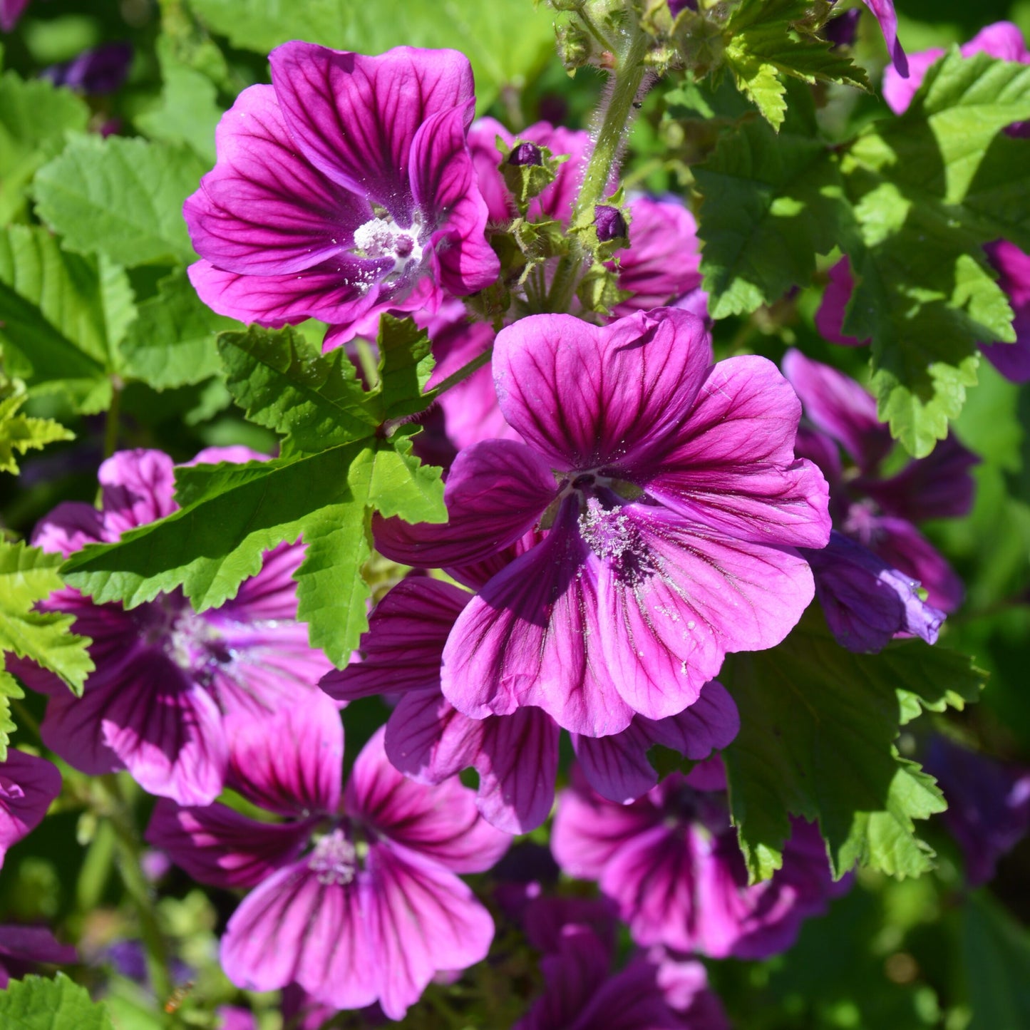 Graines de Mauve de Mauritanie (comestible)