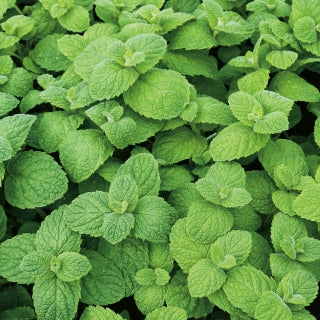 Plant de Menthe Pomme