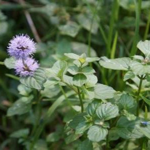 Plant de Menthe Aquatique (Glaciale)
