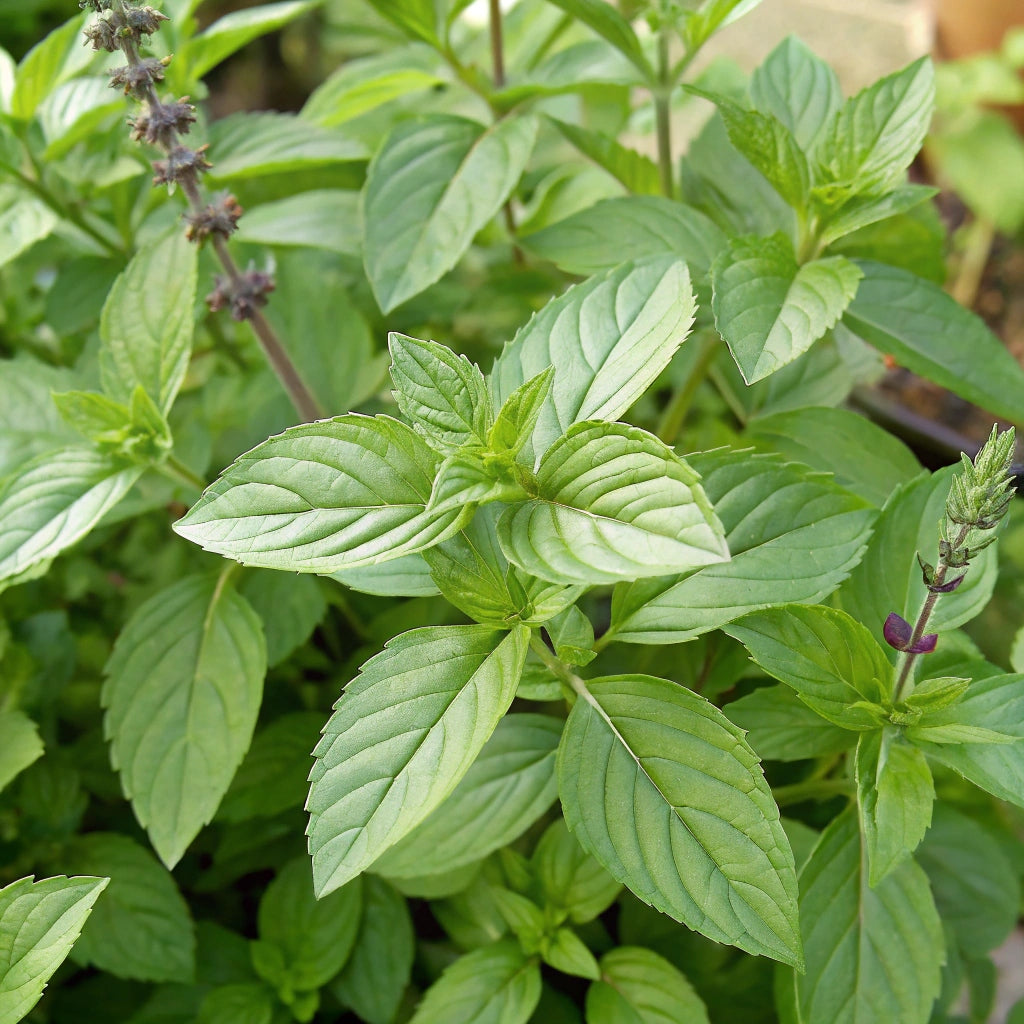 Plant de Menthe Basilic