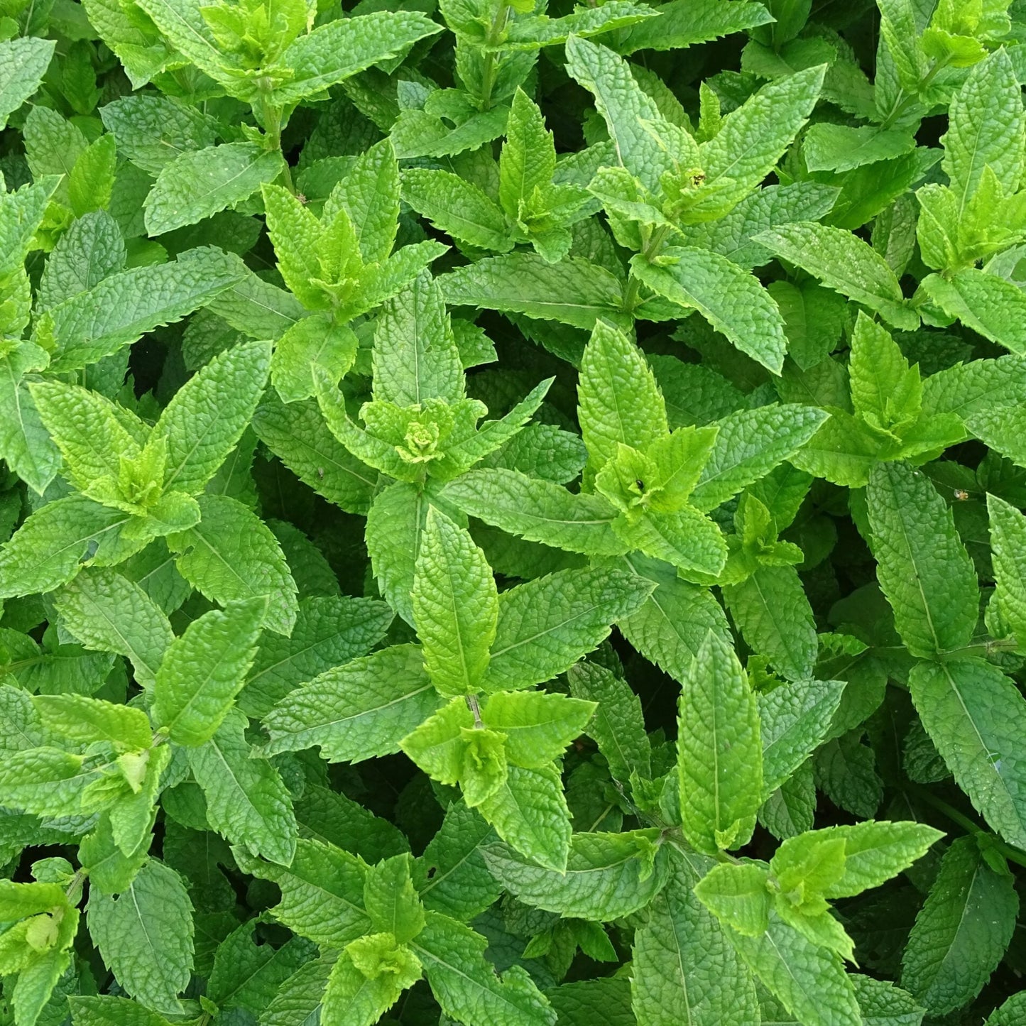 Plant de Menthe Marocaine