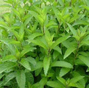 Plant de Menthe Suisse