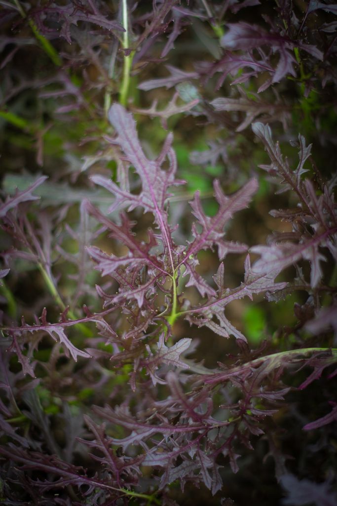 Graines de Moutarde Violette (NOUVEAUTÉ 2025)