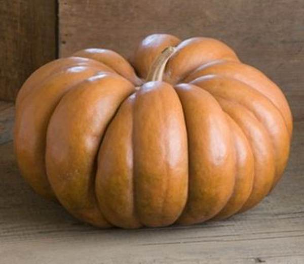 Graines de courge Musquée de Provence
