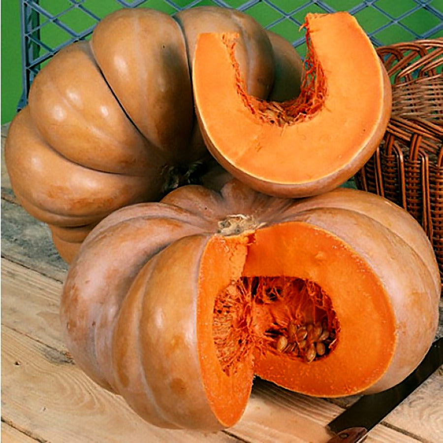 Graines de courge Musquée de Provence