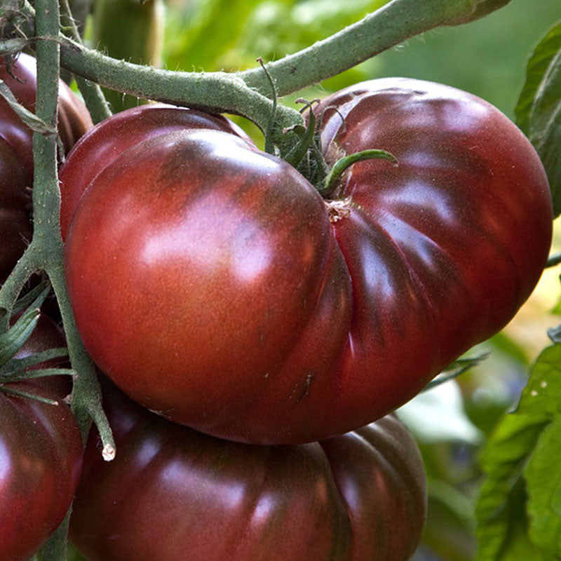 Graines de tomate Noire de Crimée