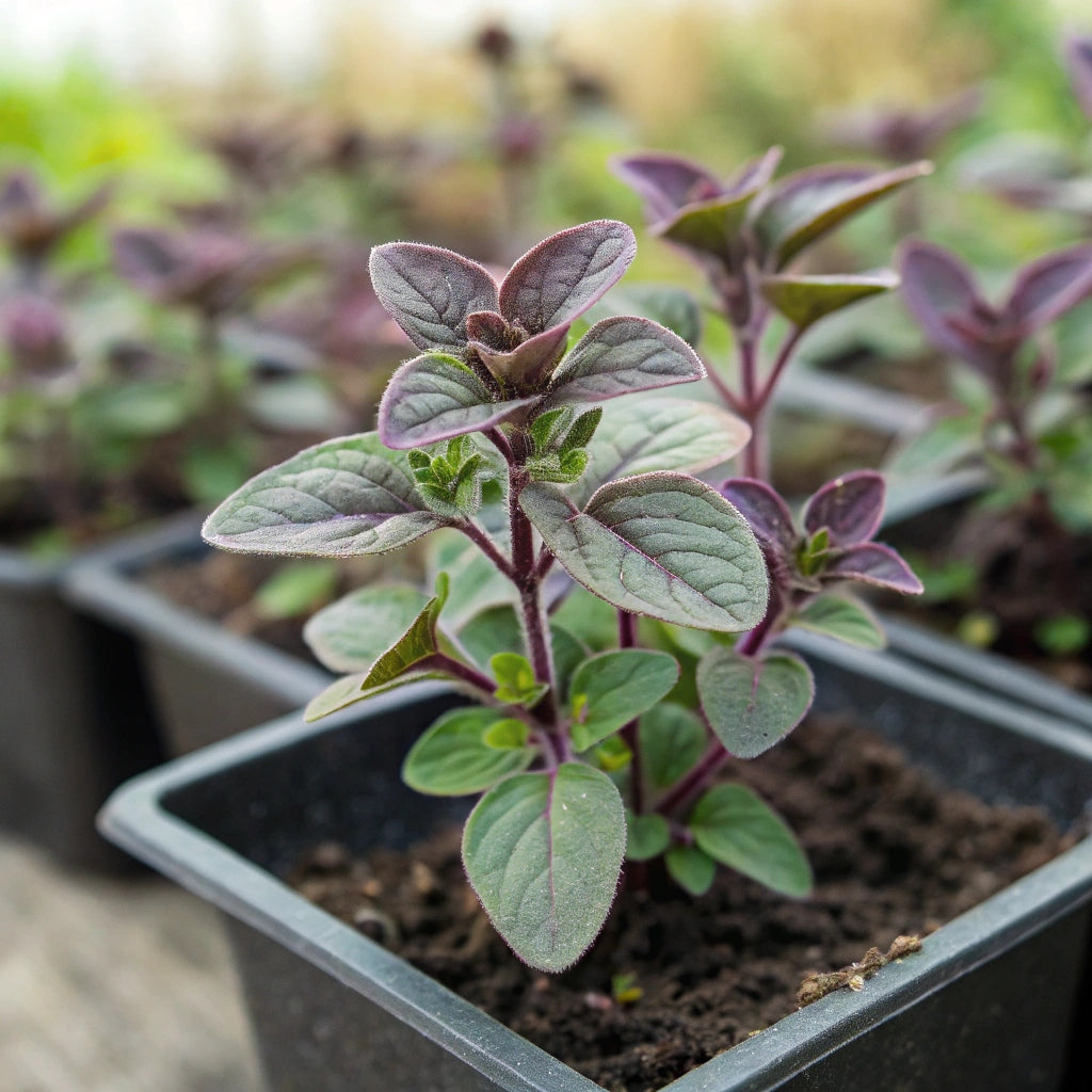 Plant Origan Pourpre