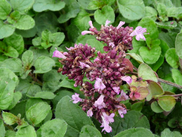 Plant Origan Pourpre