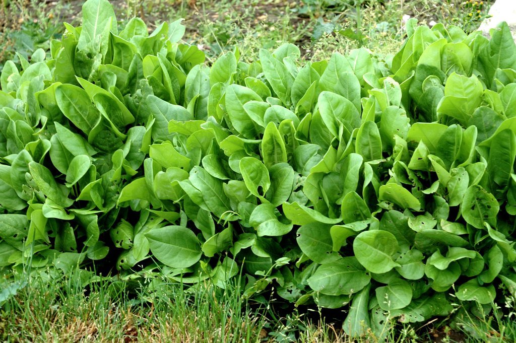Plant Oseille