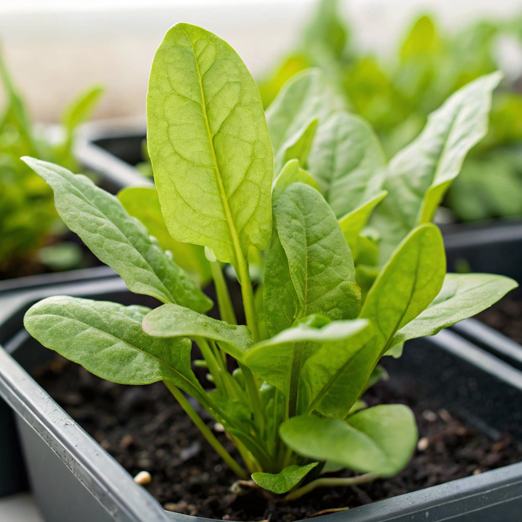 Plant Oseille