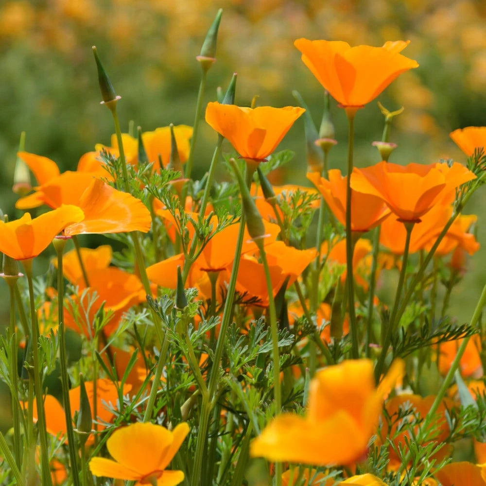 Graines de Pavot de Californie (NOUVEAUTÉ 2025)
