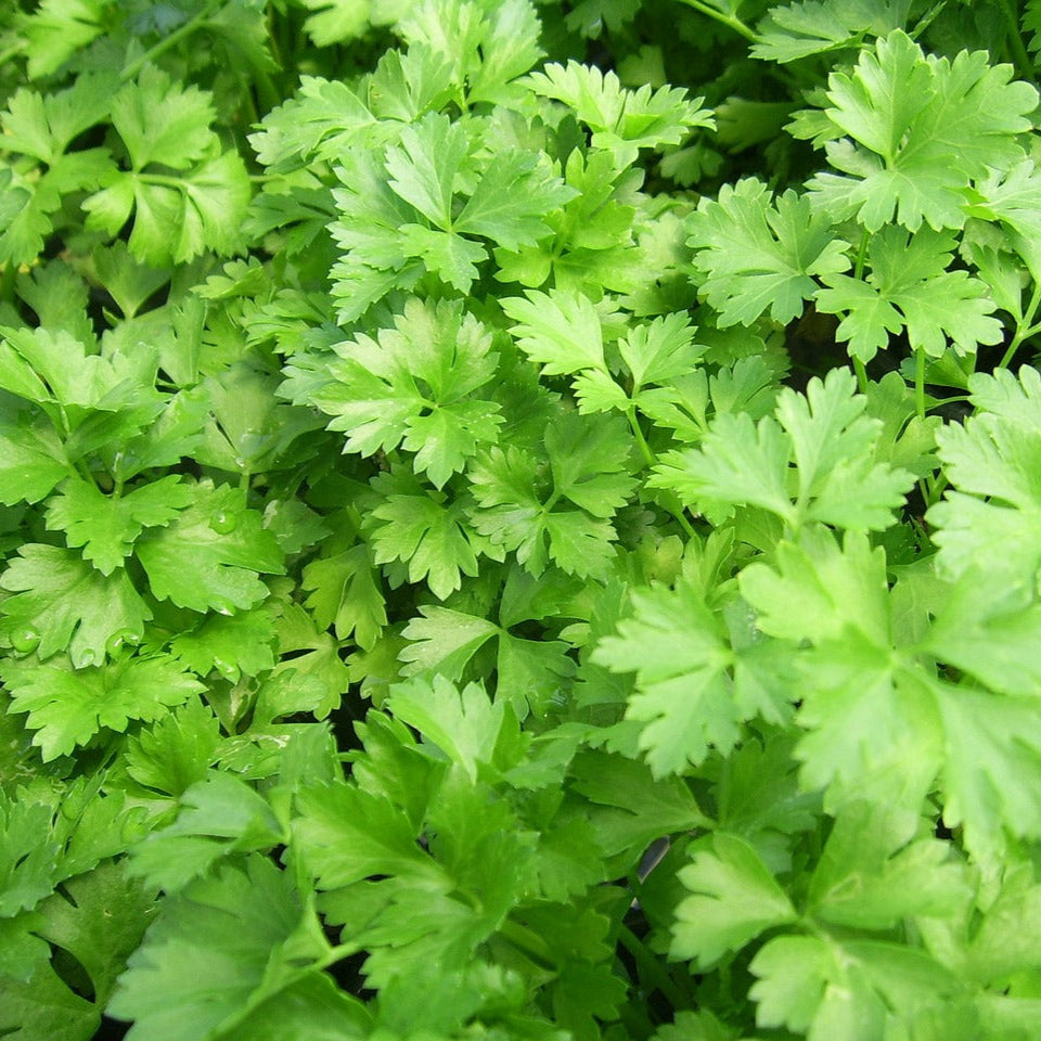 Plant de Persil Plat