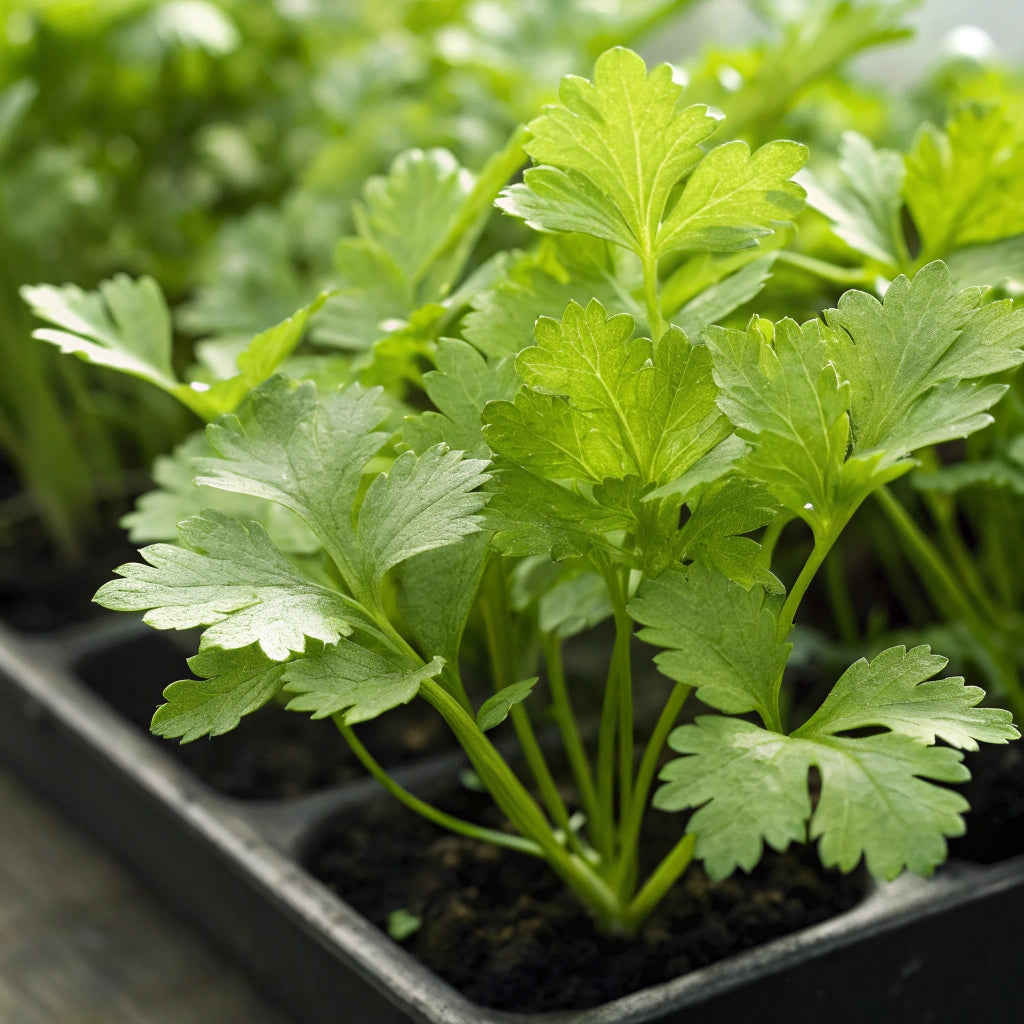 Plant de Persil Plat