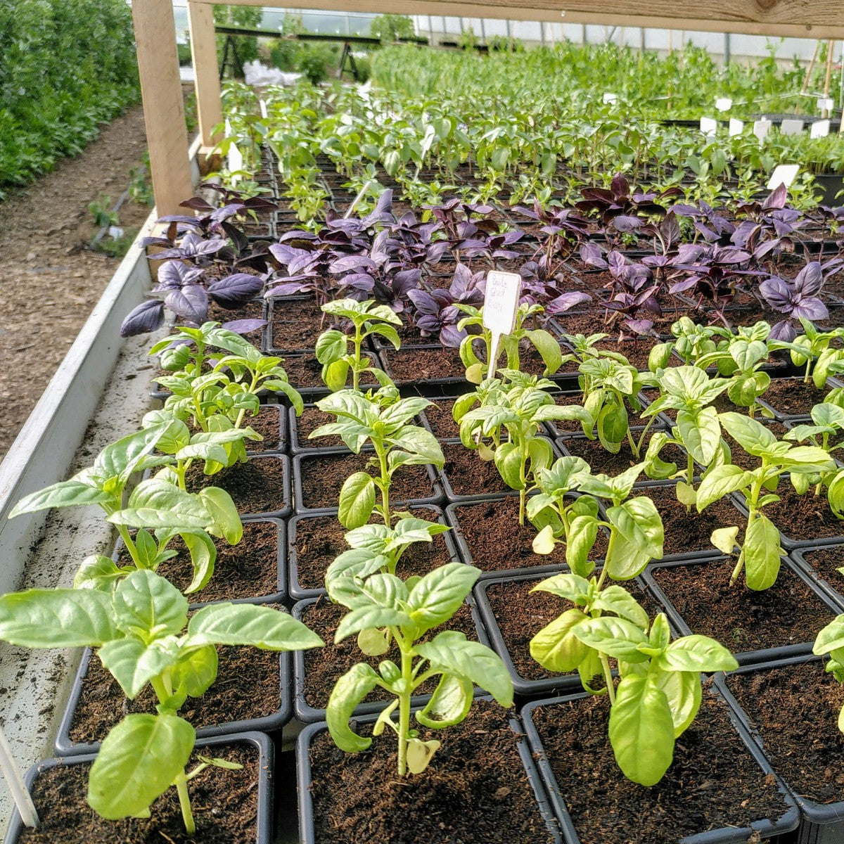 Plant de Basilic Grand Vert