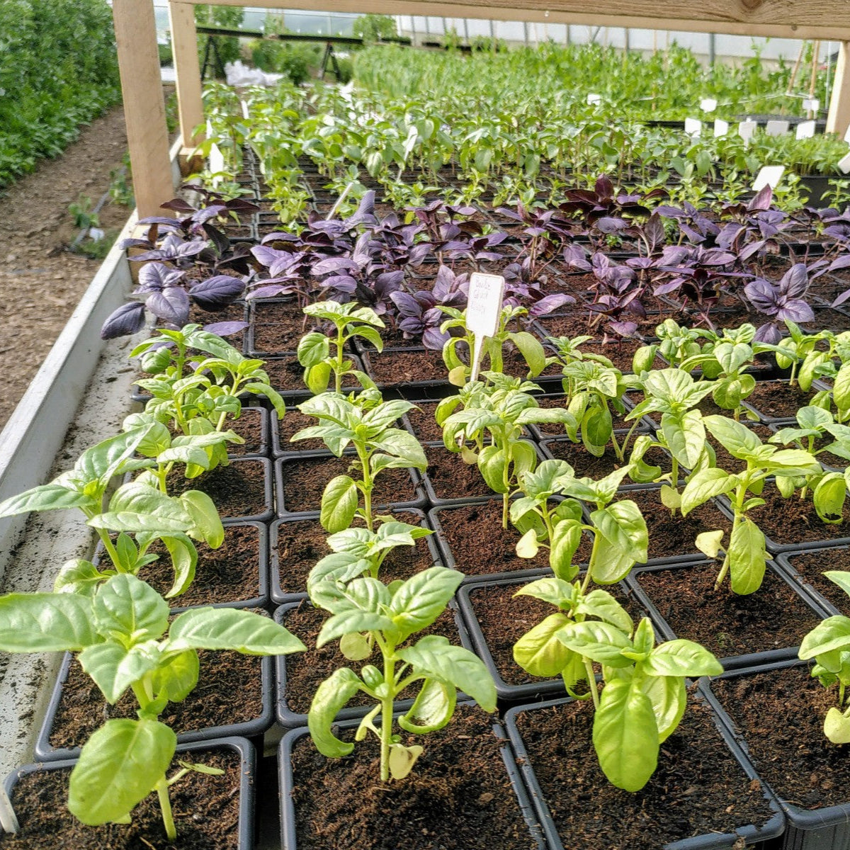 Graines de Basilic Grand Vert