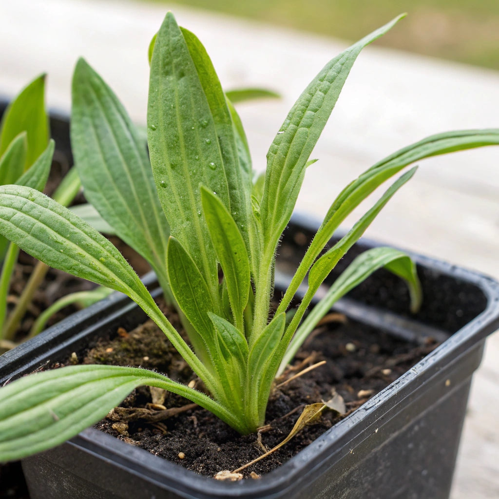 Plant de Plantin Lancéolé