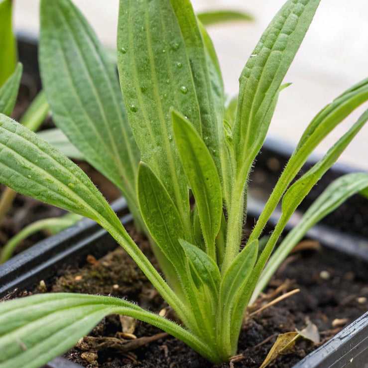 Graines de Plantain (NOUVEAUTÉ 2025)