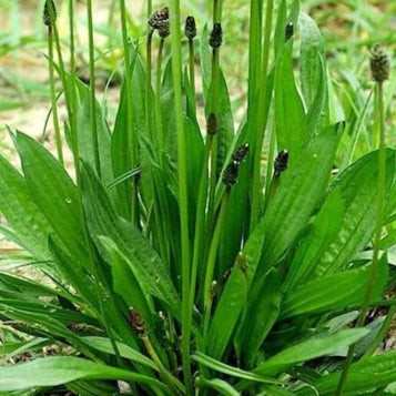 Graines de Plantain (NOUVEAUTÉ 2025)