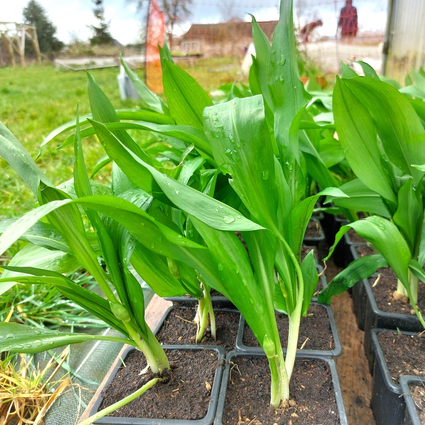 Plant Ail des Ours