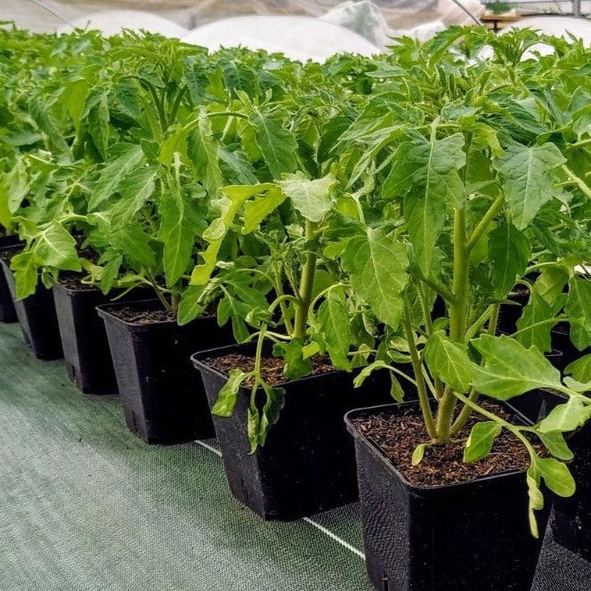 9 Plants : Grosses Tomates pour extérieur