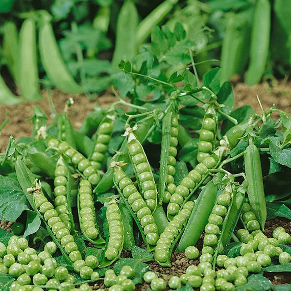 Graines de petits pois First Early May