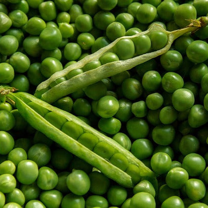 Graines de petits pois First Early May