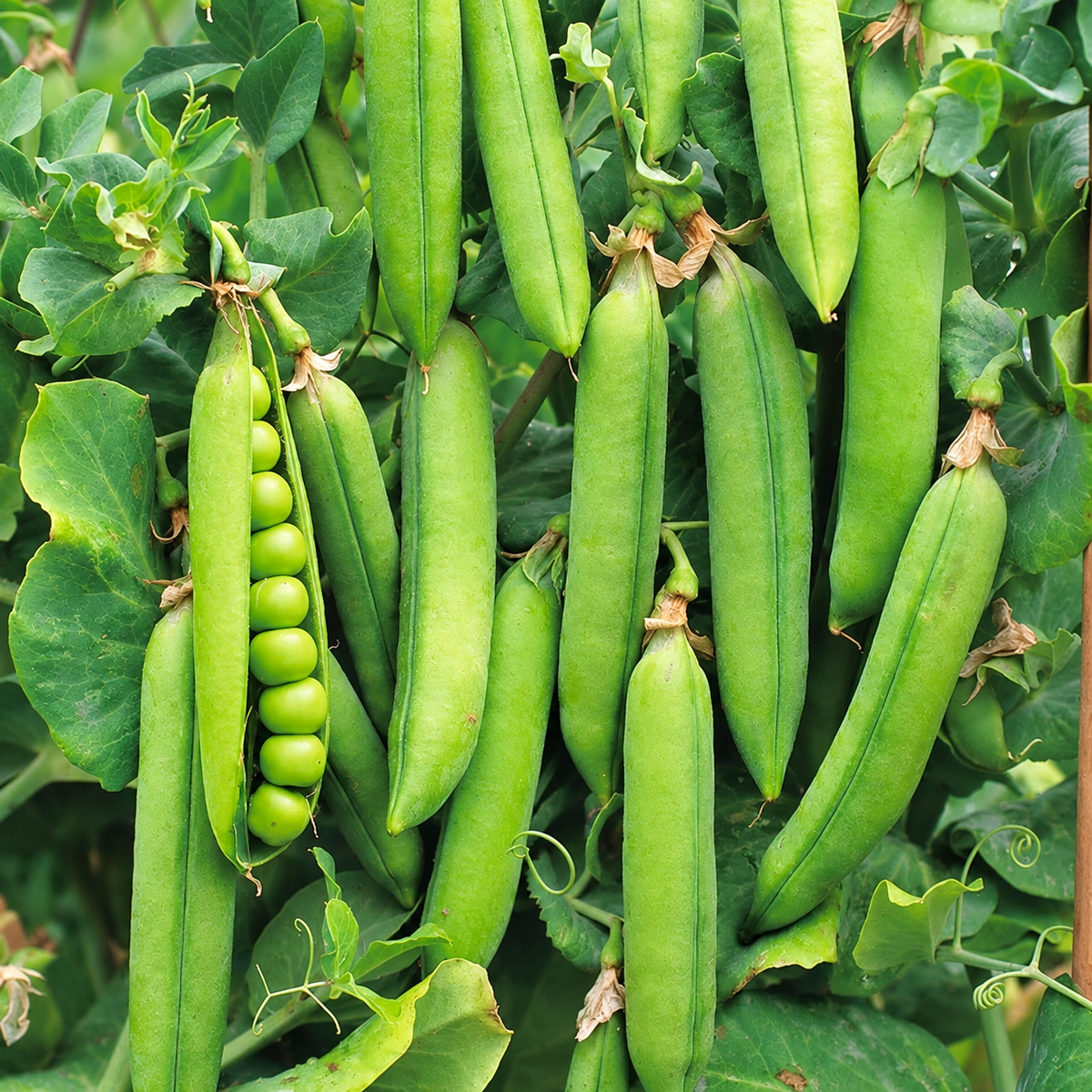 Graines de petits pois Rondo (NOUVEAUTÉ)