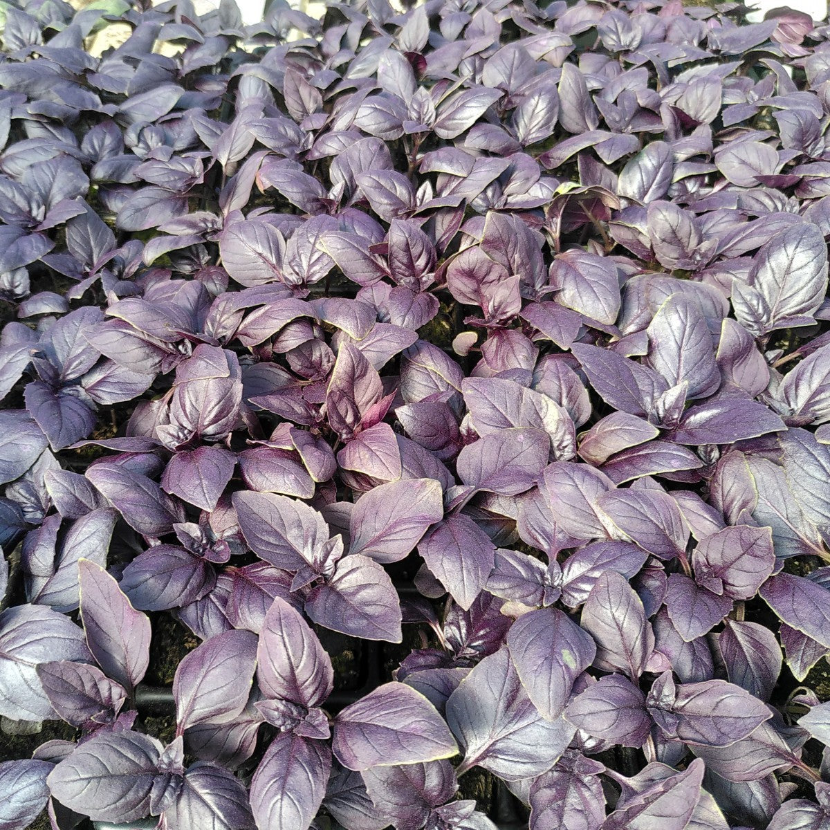 Plant de Basilic Pourpre