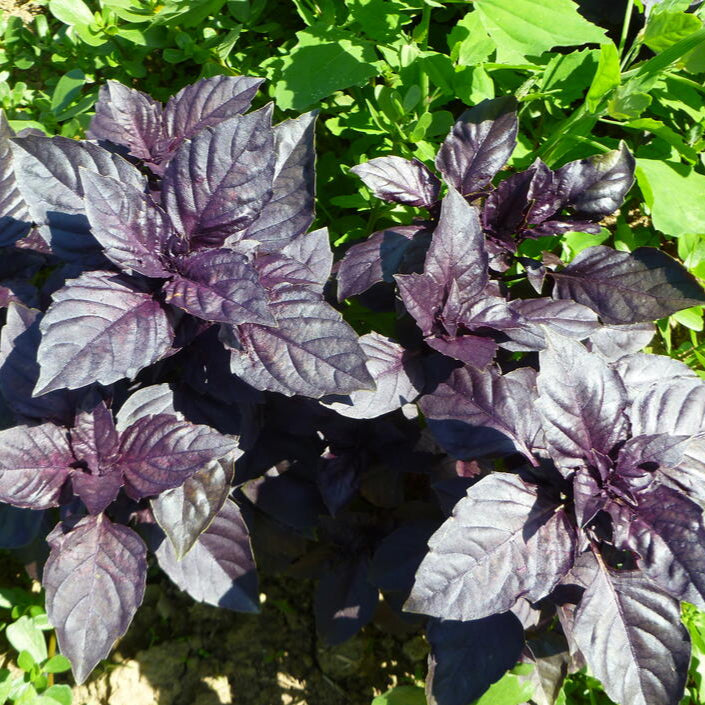 Plant de Basilic Pourpre