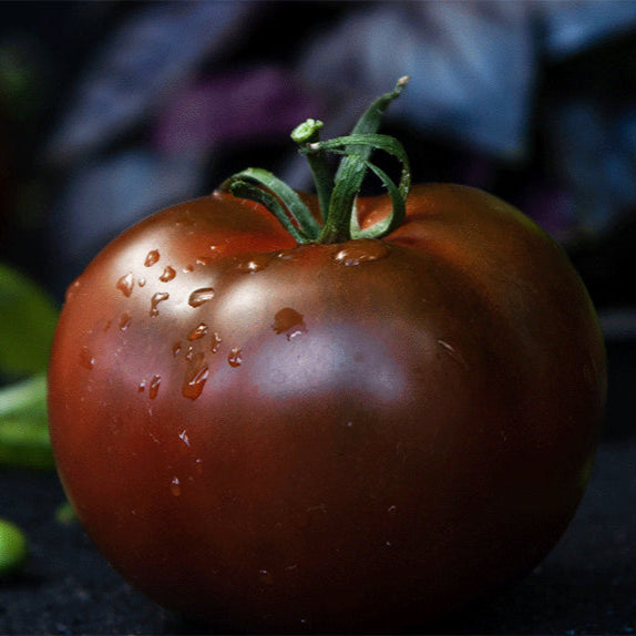 Graines de tomate Prince Noir