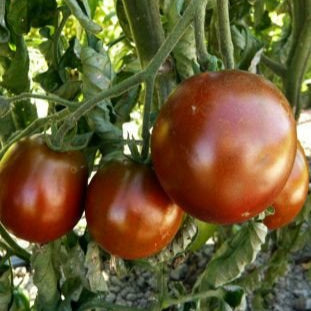 Graines de tomate Prince Noir