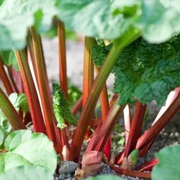 Plant de Rhubarbe Victoria