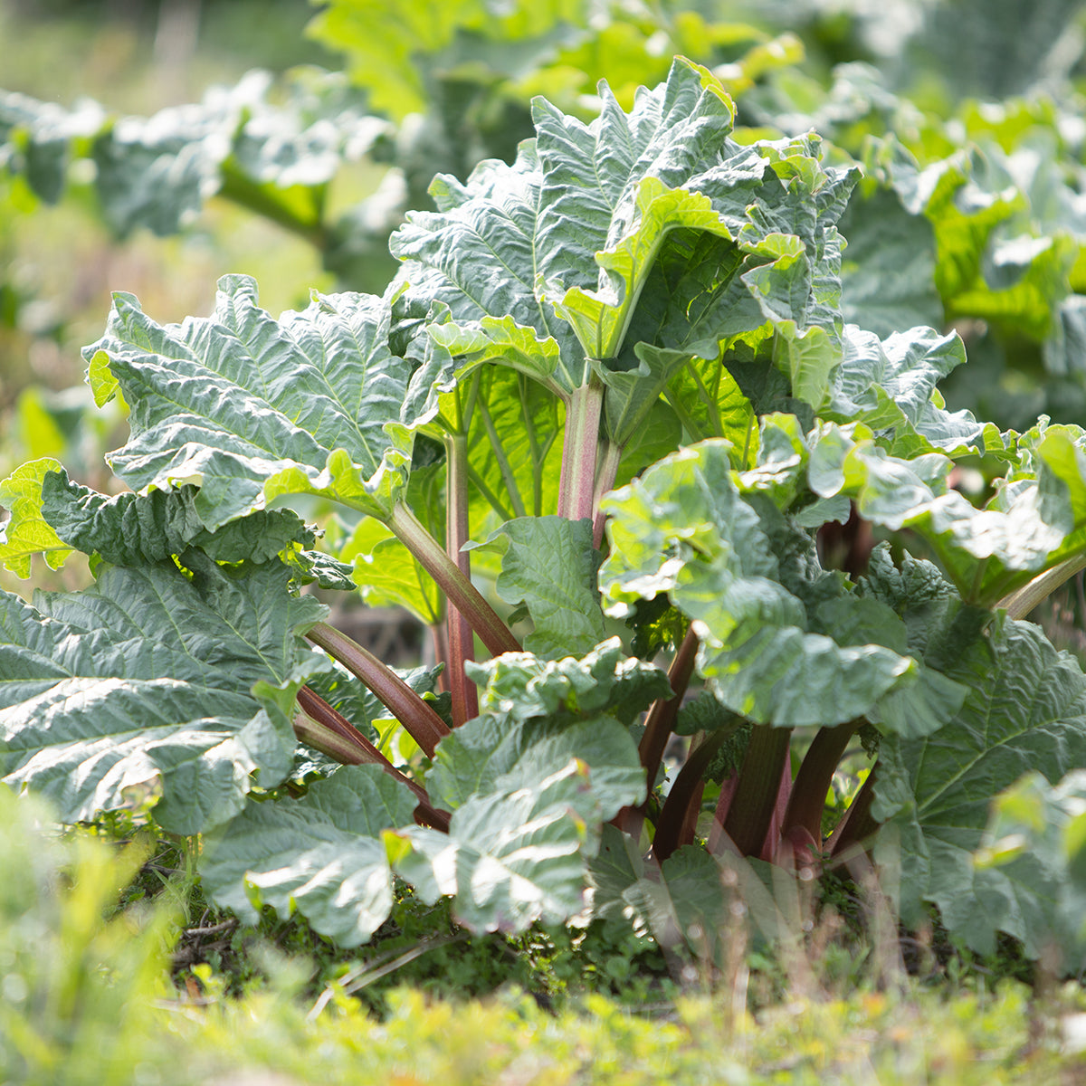 Plant de Rhubarbe Victoria