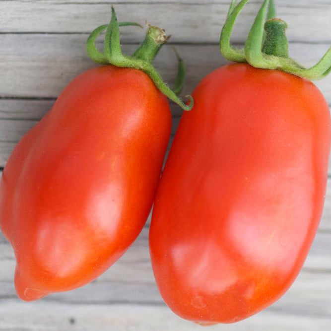 Graines de tomate Roma (NOUVEAUTÉ 2025)