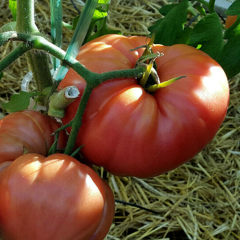Graines de tomate Rosa de Barbastro
