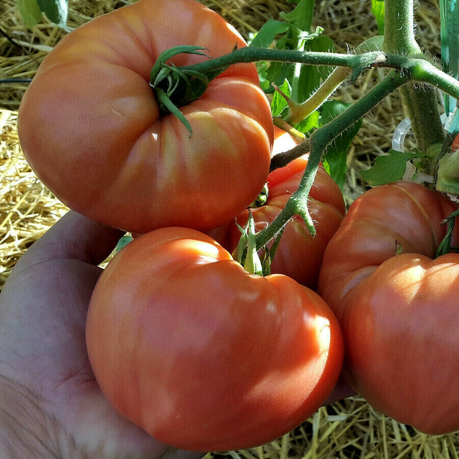 Graines de tomate Rosa de Barbastro