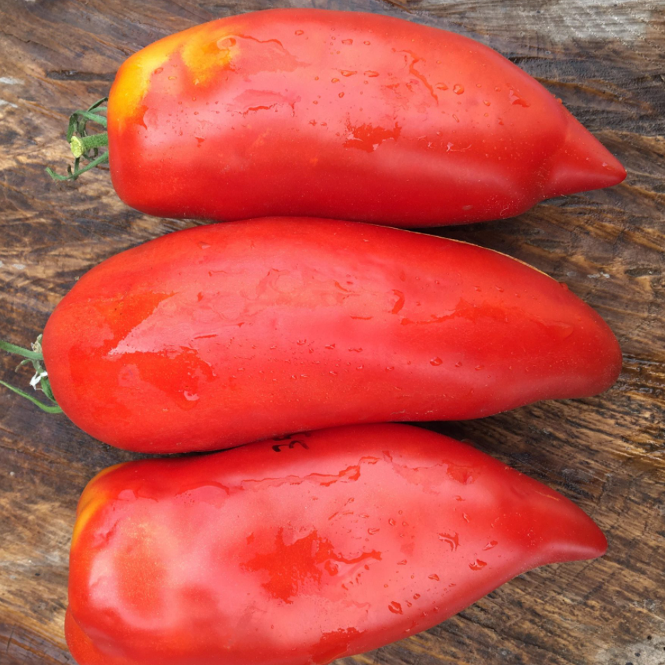 Graines de tomate Sabre Ukrainien