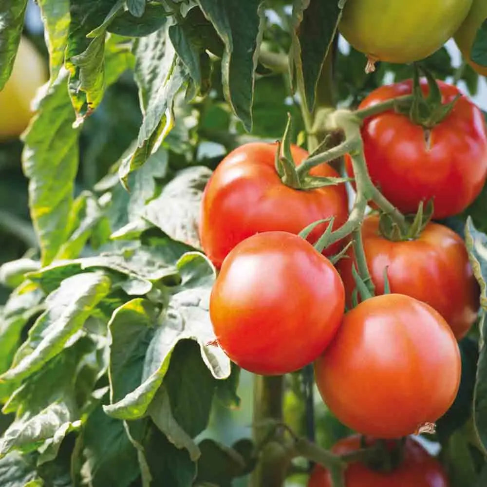 Graines de tomate Saint Pierre (NOUVEAUTÉ 2025)