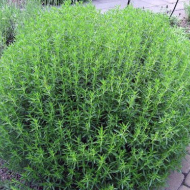 Plant de Sariette
