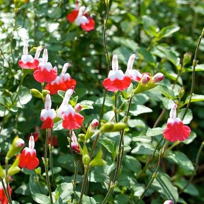 Plant Sauge Hot Lips
