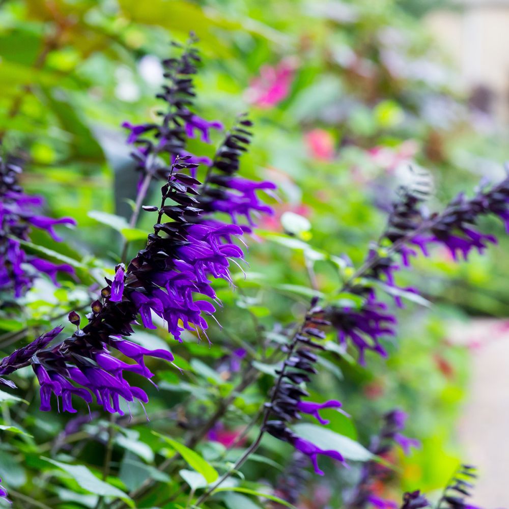 Plant Sauge Violette
