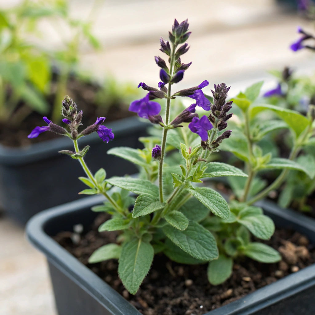 Plant Sauge Violette