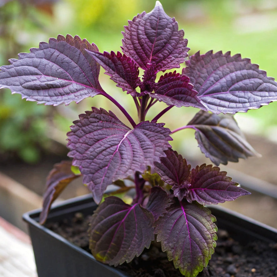 Graines de Shiso pourpre