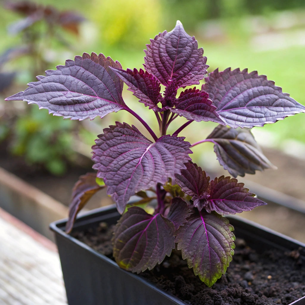 Plant de Shiso Pourpre