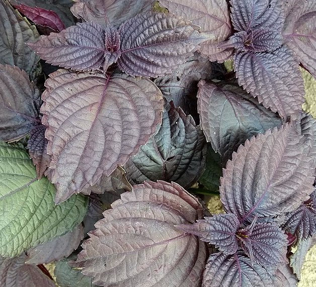 Graines de Shiso pourpre