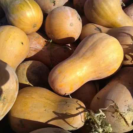 Graines de courge Sucrine du Berry