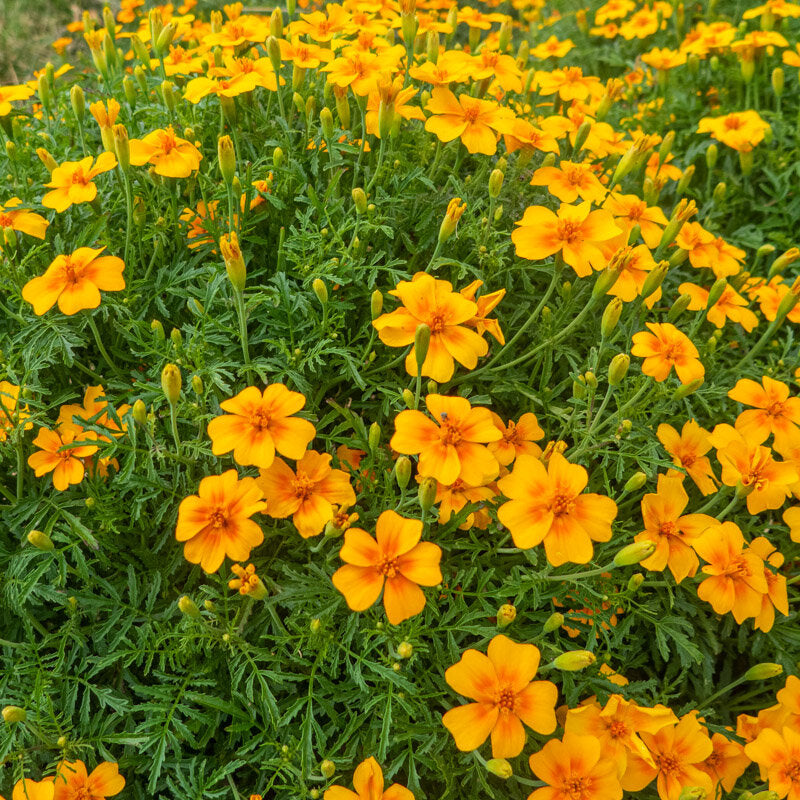 Graines de Tagète Mandarine (compagne)