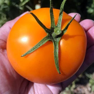 Graines de tomate Tangerine