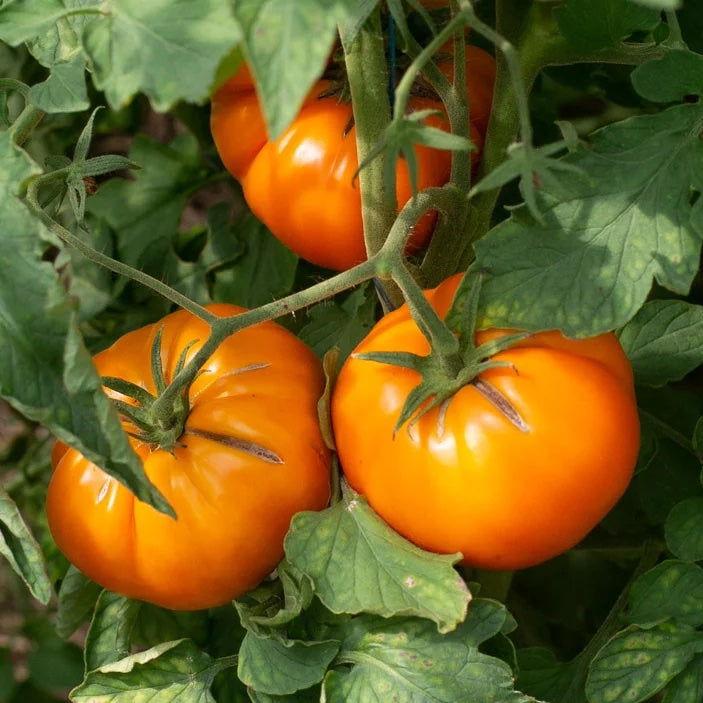 6 Plants de tomates : Pack couleur